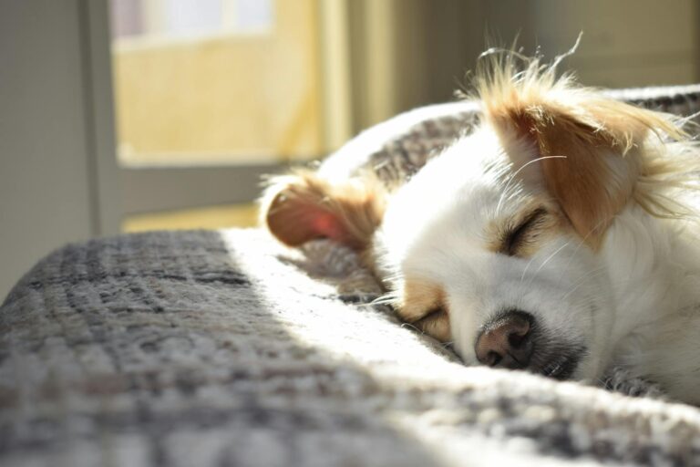 Understanding Your Pet’s Sleep Habits